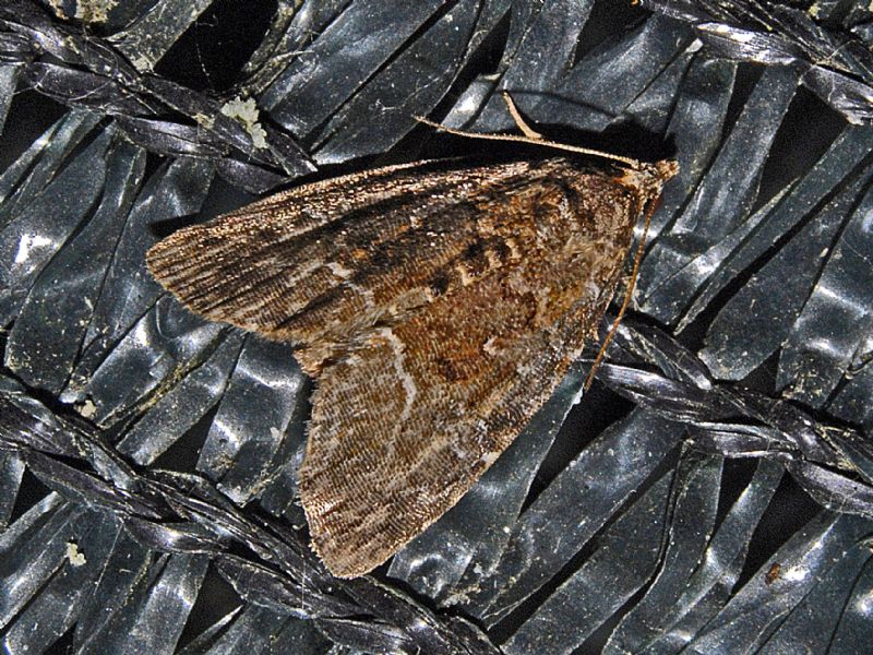 Microlepidottero marrone da ID -  Deltote (Protodeltote) pygarga, Noctuidae